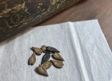 沈檀・伽羅　馬印と馬蹄印